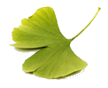 Ginko Leaf Cluny Symbol